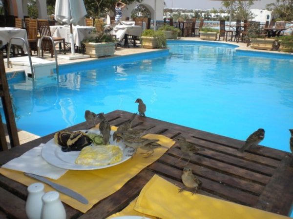 tatil-kahvalti-havuz-kuslar