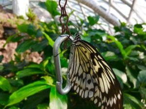 konya-kelebek-bahcesi-kelebekler